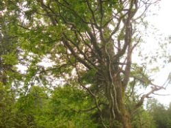 2013-06-22_Hirschhoerndl_Jochberg (272).JPG
